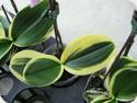 Phal. Sogo Vivien F858 - 1 Rispenansatz